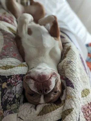 The best dog, Mac